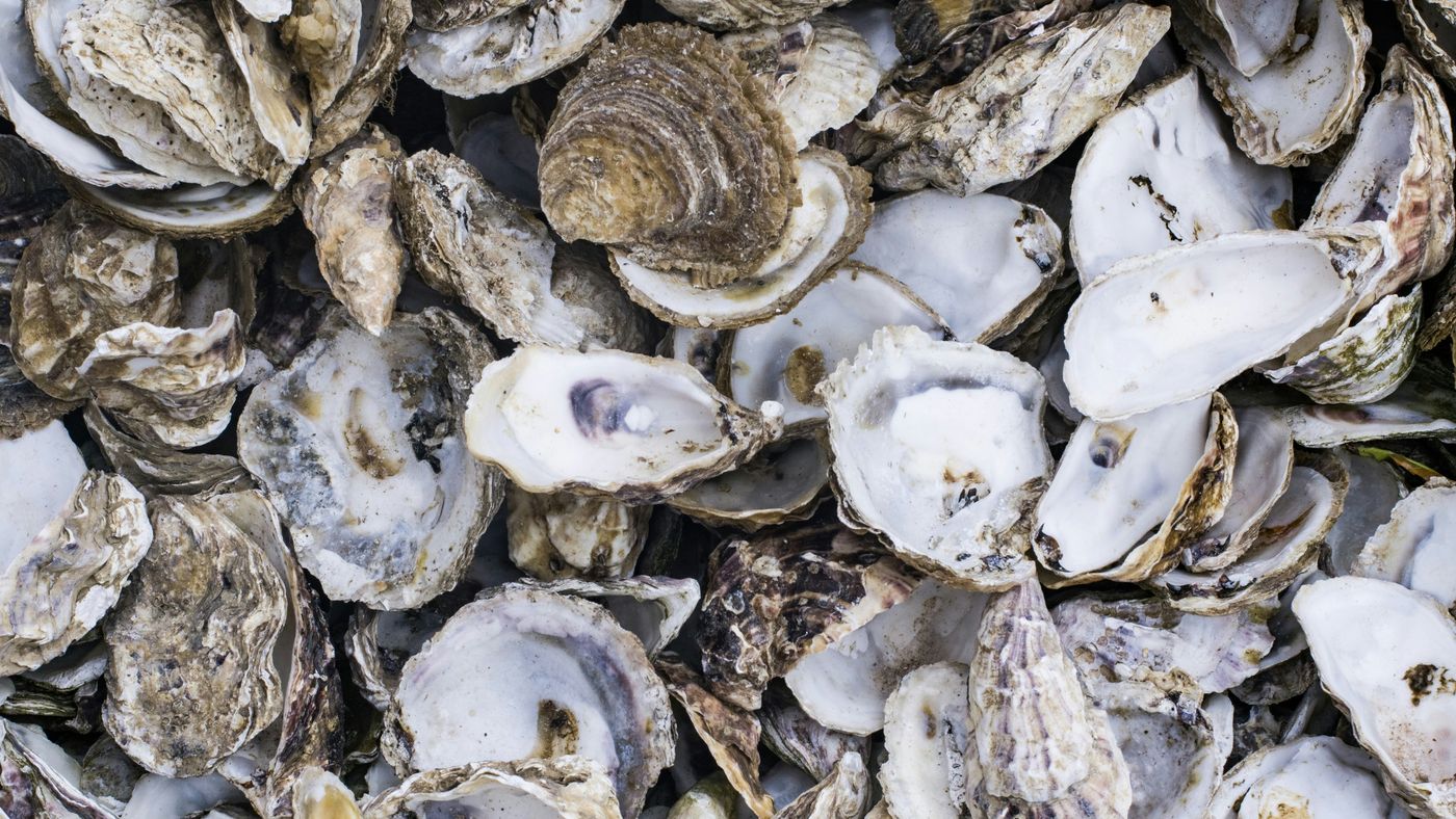 Een berg oesters